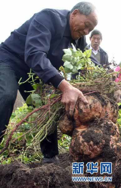 Củ khoai tây nặng 34 kg, Phi thường - kỳ quặc, chuyen la,chuyen la the gioi,chuyen la co that,cu khoai tay vua,trung quoc,cu khoai nang 34kg