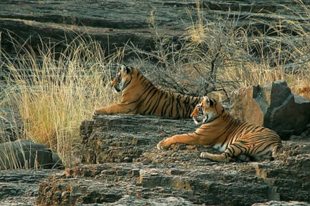 Hổ tìm thấy cả thiên đường lẫn địa ngục ở Ấn Độ