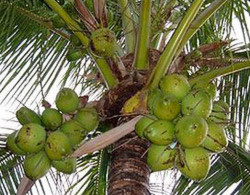 Một cây dừa trĩu quả tại Ấn Độ. Ảnh: