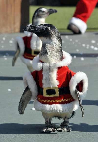 Ngắm chim cánh cụt trong trang phục ông già Noel