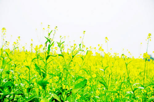 Teen Hà thành mê tạo dáng trước cánh đồng hoa vàng