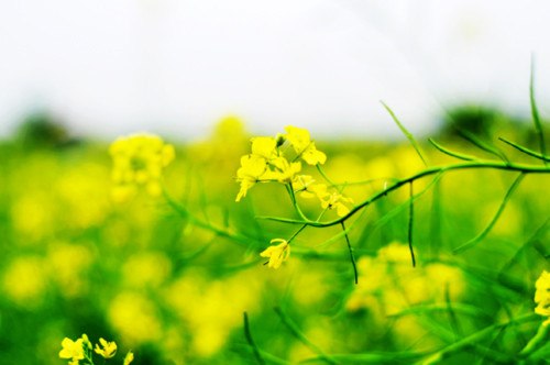 Teen Hà thành mê tạo dáng trước cánh đồng hoa vàng