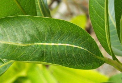 Xem "show diễn" của những bậc thầy ngụy trang