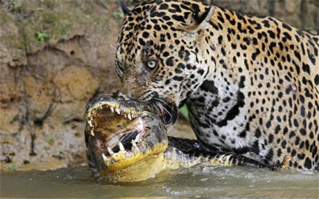 Báo đốm quyết chiến với cá sấu