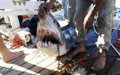 Bắt được con cá mập tấn công 4 du khách ở Biển Đỏ