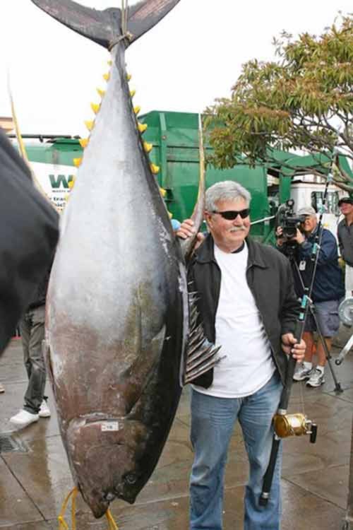 Kỷ lục thế giới: Cá ngừ vây vàng nặng 184 kg