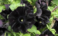 Kỷ lục Thế giới: Hoa Dã yên thảo màu đen đầu tiên