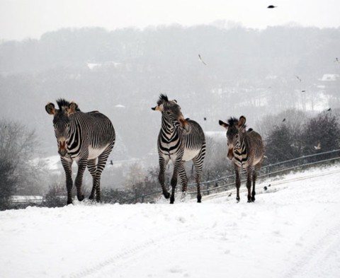 Ngựa vằn dạo chơi trên mặt đất trắng xóa vì tuyết phủ ở Kent, Anh. Ảnh: