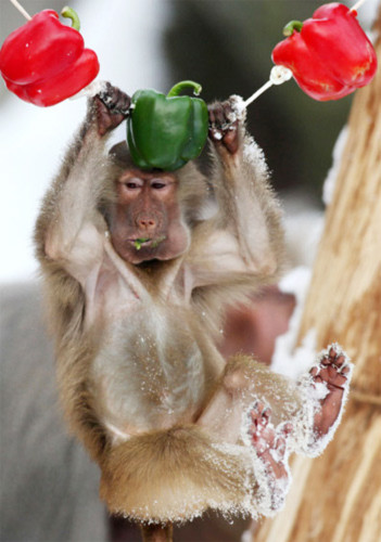Khỉ đầu chó thưởng thức quà Giáng sinh sớm