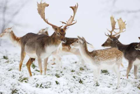 Đàn hươu tìm thức ăn trên tuyết ở West Sussex, Anh. Ảnh: PA.