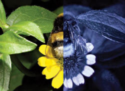 Nhìn thực vật qua mắt của loài ong