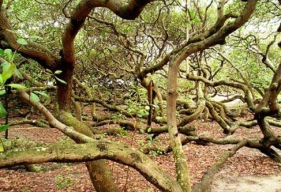 Những loài cây kỳ lạ trên Trái đất