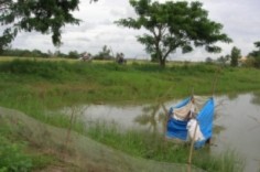 Nuôi cá bằng... phân tươi