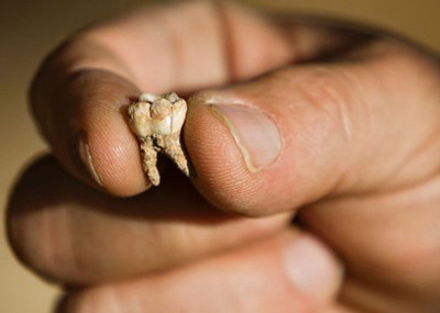 Phát hiện chiếc răng người 400.000 năm tuổi