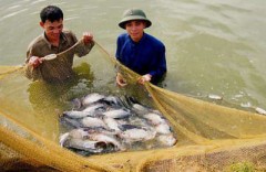 Thêm tôm và cá rô phi của Việt Nam bị đưa vào danh sách đỏ