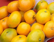 Thượng Hải ngừng bán cam nhuộm phẩm độc