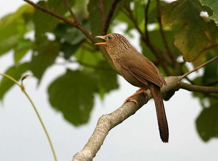 Tiếng họa mi