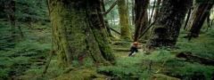‘Tội ác rừng xanh’ giành giải cao nhất LHP môi trường