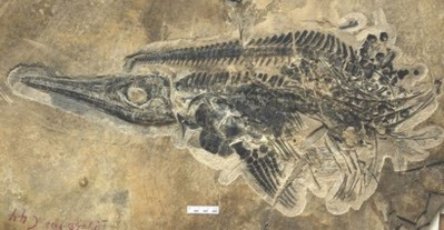 Trung Quốc phát hiện ’kho báu’ hóa thạch 20.000 năm - Tin180.com (Ảnh 1)