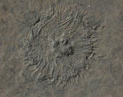 Trung Quốc phát hiện ’kho báu’ hóa thạch 20.000 năm - Tin180.com (Ảnh 3)