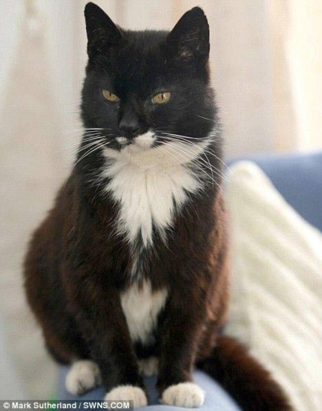 “Trưởng lão” mèo 118 tuổi, Phi thường - kỳ quặc, chuyen la, chuyen la the gioi, ky luc, con meo gia nhat, meo nhieu tuoi nhat