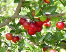 Vitamin A dồi dào trong quả cherry