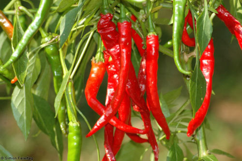 Chili