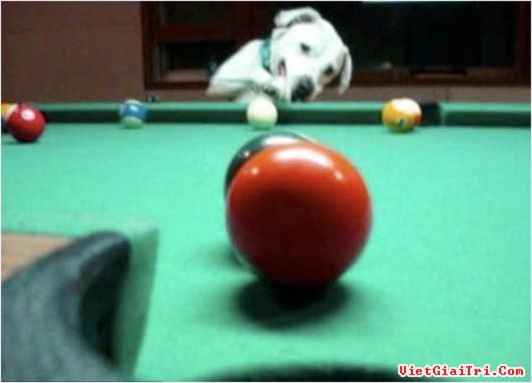 Chú chó thích chơi bi-a