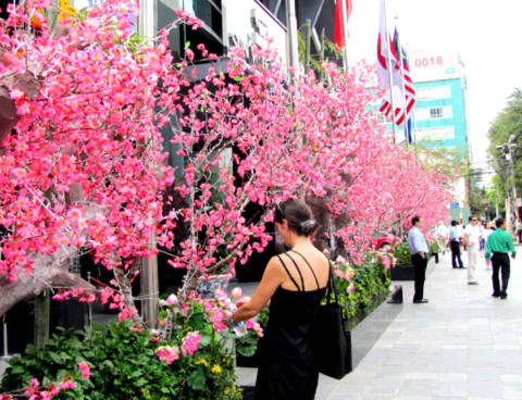 Những nhánh hoa đào trước một tòa nhà công sở được trưng bày tạo không khí ngày xuân.