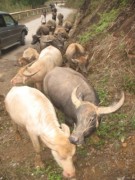 Gần 9.500 con trâu bò chết rét