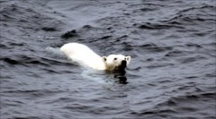 Gấu Bắc cực phải bơi liên tục 687km để kiếm ăn
