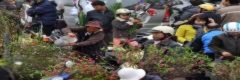 Hà Nội dự kiến tổ chức 50 chợ hoa xuân