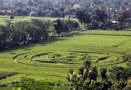 Indonesia xôn xao vì vòng tròn bí ẩn xuất hiện giữa cánh đồng