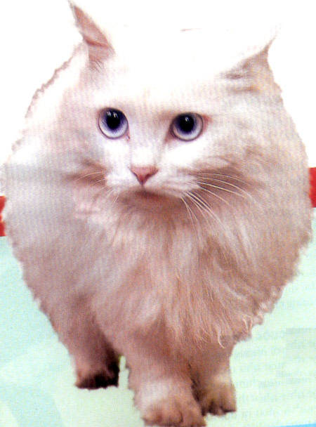 Mèo trắng mắt xanh thường bị điếc