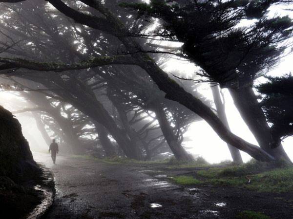 Hình ảnh ở Point Reyes, California (Mỹ) trong sương sớm - Ảnh: Anton Barmettler