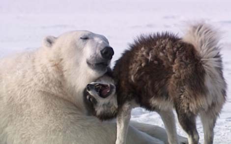 Đôi bạn gấu Bắc Cực và chó Eskimo (husky).