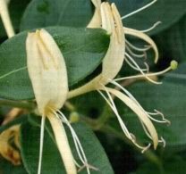 Đông y trị bệnh da