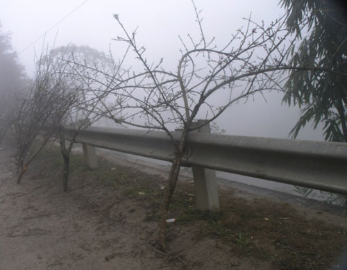 Săn đào 1.000 đô để tặng đối tác