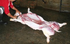 Thịt lợn Việt Nam cũng nhiễm độc gây ung thư