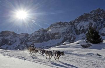 Đua xe trượt tuyết chó kéo trên đỉnh núi