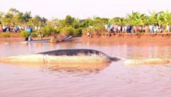 Hành trình xây lăng cá voi đến lễ hội nghinh ‘Ông’