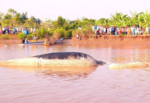 Tết Canh Dần vài ngày, ngày 21/2/2010 ngư dân Bạc Liêu phát hiện cá ông bị “lụy”