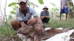 Tiền Giang: Kỳ lạ bê có hai đầu