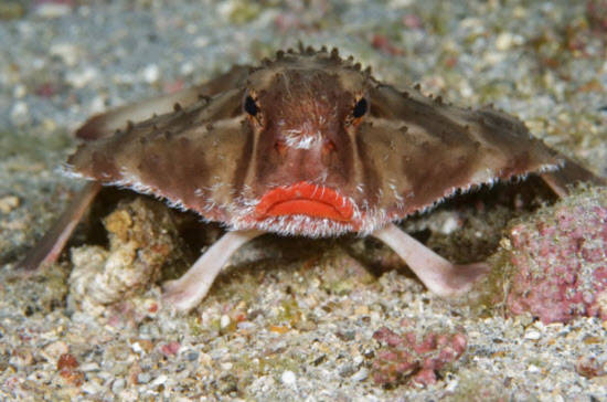 Loài cá Batfish môi cánh hồng ở đảo Cocos, Costa Rica