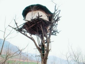 1 nông dân Trung Quốc sống trên cây hơn 20 năm