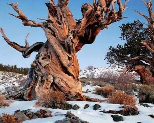 10 loài cây nghìn tuổi