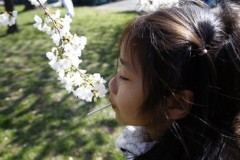 Bé gái Việt giữa rừng hoa anh đào ở Washington DC