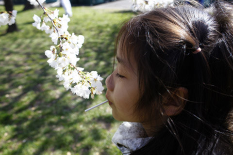 Bé Nguyễn Thị Bảo Ngọc lần đầu tiên có cơ hội ngắm loài hoa báo hiệu mùa xuân tại Washington DC.