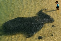 Cá nhuộm đen bờ biển Mexico