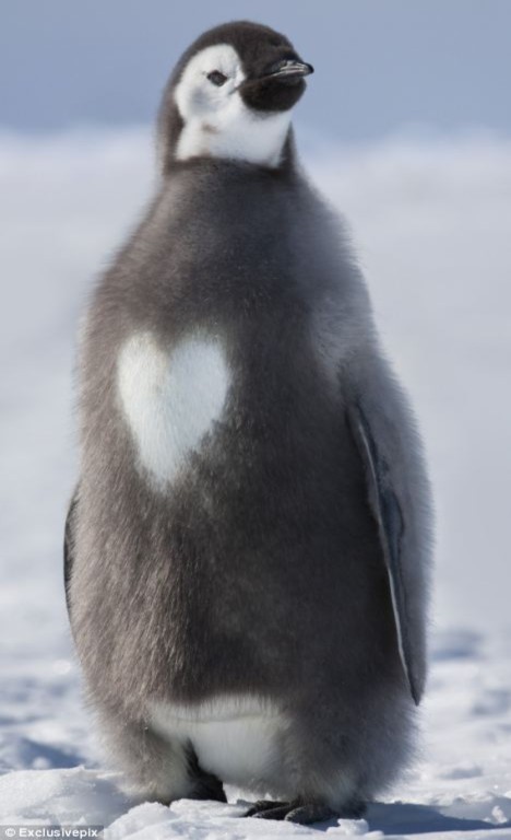 Chim cánh cụt có lông ngực hình… trái tim